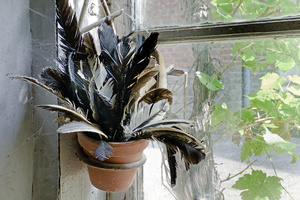 feathers against window