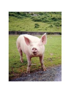 Pig