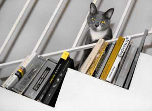 The cultured cat.