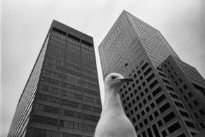 Babylon Bird