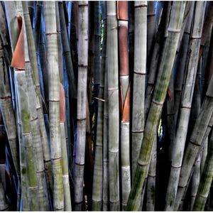 Colour Bamboo