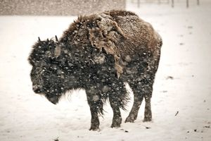 American Bison