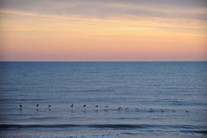 Pelican Run