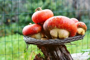 Gourds