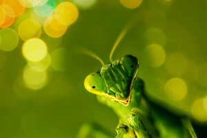 Mantis