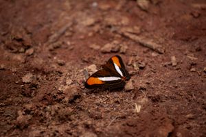 Footprints Nº1