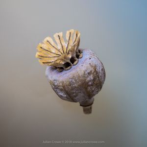 Poppy Seed Head
