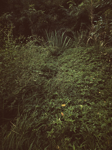 Into the marsh - 49