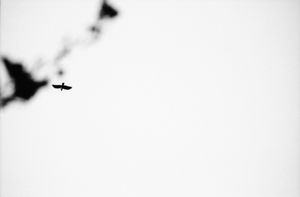BLACK BIRD LAND-7