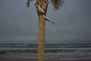 Palm with Stormy Sea