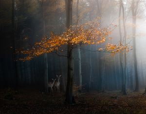 Tale of the Forest