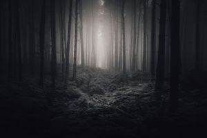 Wychwood Forest, Oxfordshire