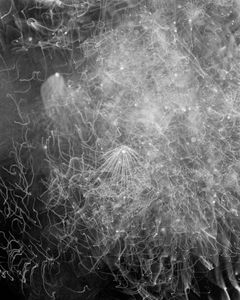 © Michael Donnor