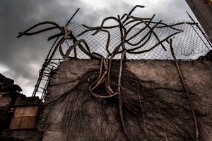 Dried roots