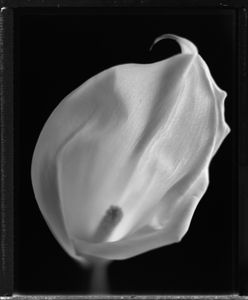 Calla lily