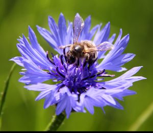 Bee on Bachelor Button - LaRochelle France