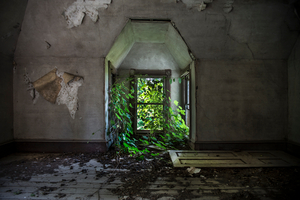 Window Vines
