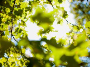 Trees | This project was borne, not from an artist's statement but from the inspiration of the passage entitled 'Trees' from "Wandering" by Herman Hesse. © Matthew Arnold
