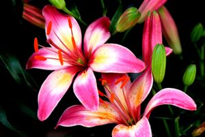 Pink Lily