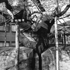 Rock-Splitting Cherry Tree, Morioka