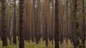 Brandenburg Forests 10