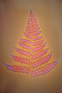Fern