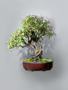 Bonsai (Mainseries)
