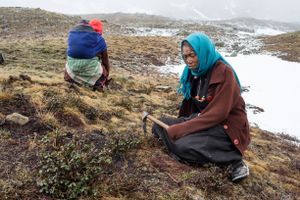 A woman sits on a mountain slope with a yartsa gunbu digging tool. Upper Dolpo, Nepal, June 2017.
