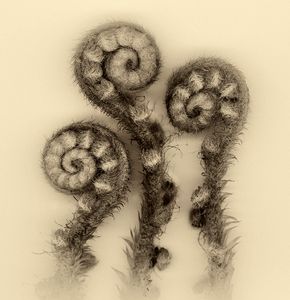 3 Ferns