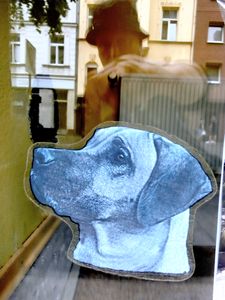 "Dog eat Dog"