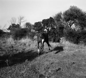 Horse, 34 x 36 inches, inkjet print, 2011 © Marisa Portolese