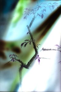 Untitled(Branch)