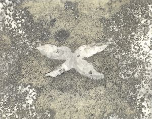 Walnut Shell Butterfly