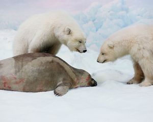 Ribbon Seal