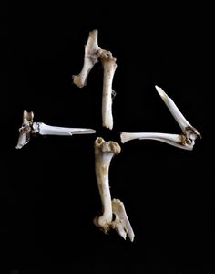 Nature Morte # 47 (A Soul of Sinew)