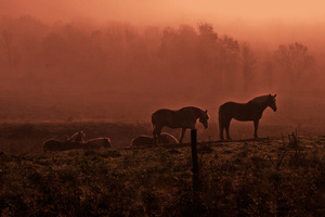 Horses Grazing in the Field at Dawn       Delhi, NY   Delaware County