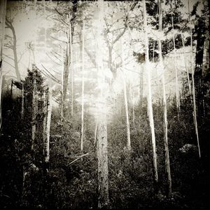 Forest #3