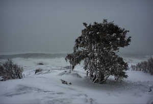 Nor'easter Tree