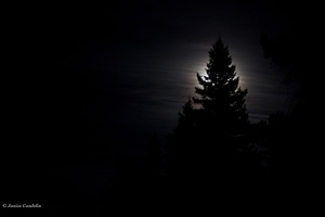 Darkened days
