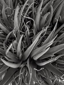 Untitled, Aruba, 5 28 21, Photo by Joe Bruha