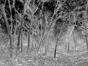 Into the forest