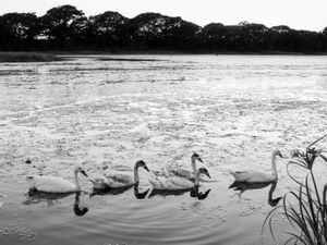 Fauna de Buenos Aires