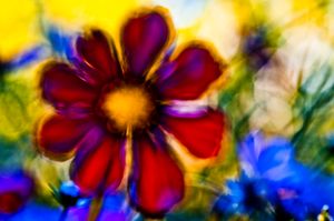 Flower color 04