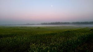 Horses in the mist.
