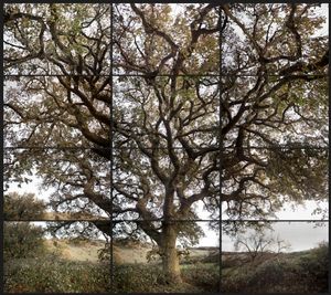 Quercus Virgiliana. about 500 yrs.