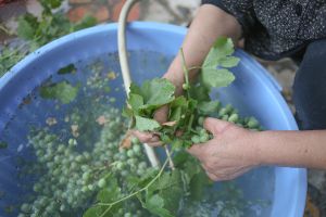 Verjuice (Verjus, called ab-ghooreh in Persian)
