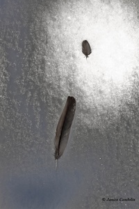 Blackbird feathers