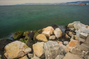 Flowers of the Rock Facing the Green Sea —G. Seferis