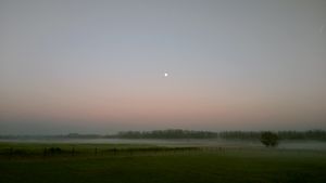 Horses in the mist.