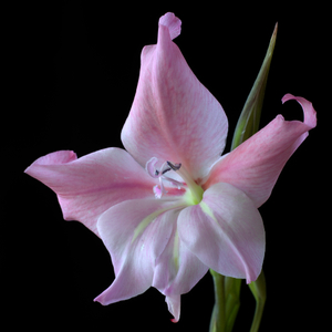 gladiolus